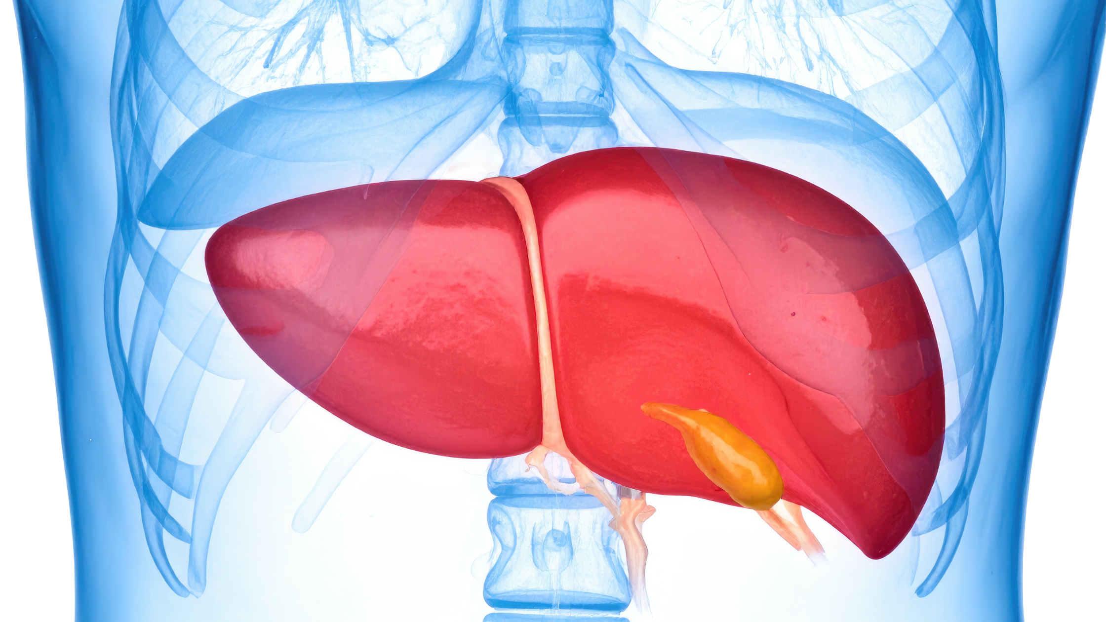 Small Changes, Big Results: Gentle Wellness for Your Liver in 2026